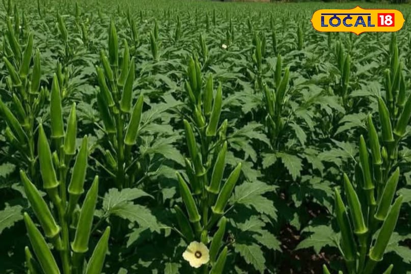 भिंडी के पौधे