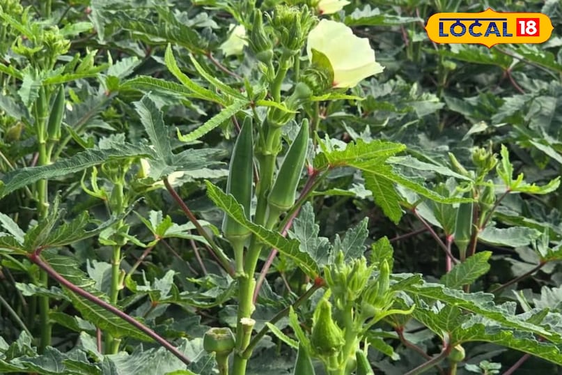 भिंडी के पौधे