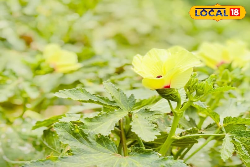 भिंडी का पौधा