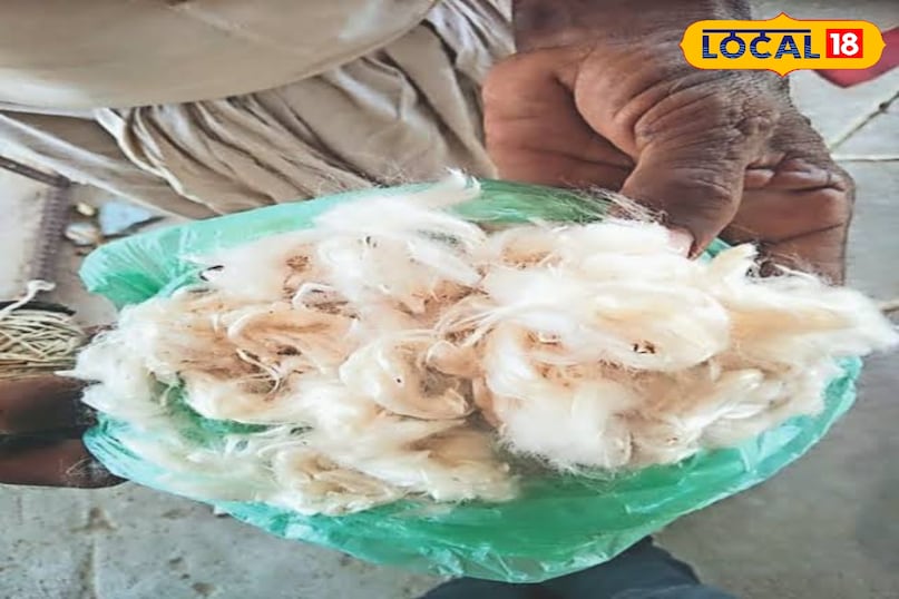 यह आक बिना पानी और खाद के भी आसानी से उग जाता है इसलिए यह इको फ्रेंडली होता है यह आक बिना पानी और खाद के भी आसानी से उग जाता है इसलिए यह इको फ्रेंडली होता है