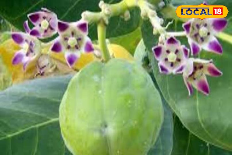 इसके पत्ते बरगद के समान होते है और फल आम के बराबर होते है जिससे रेशे निकलते है इसके पत्ते बरगद के समान होते है और फल आम के बराबर होते है जिससे रेशे निकलते है