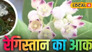 रेगिस्तान की आक बनेगी ठंड की ढाल, रेशों से बनाए जा रहे जैकेट-रजाइयां, -40 डिग्री तापमान में भी देगी शरीर को गर्माहट