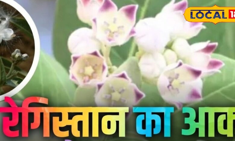 रेगिस्तान की आक बनेगी ठंड की ढाल, रेशों से बनाए जा रहे जैकेट-रजाइयां, -40 डिग्री तापमान में भी देगी शरीर को गर्माहट