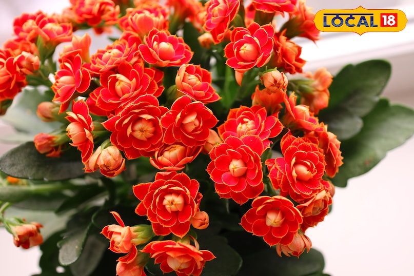 होम गार्डेनिंग 