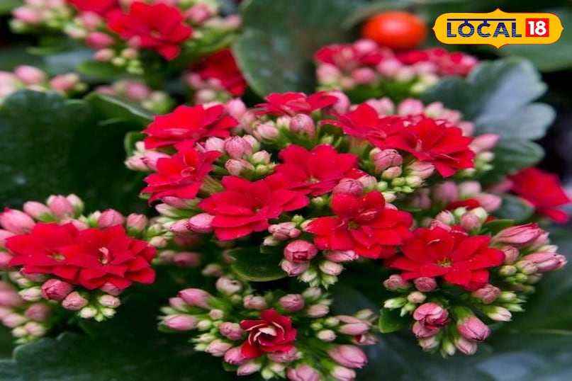 गार्डेनिंग टिप्स 