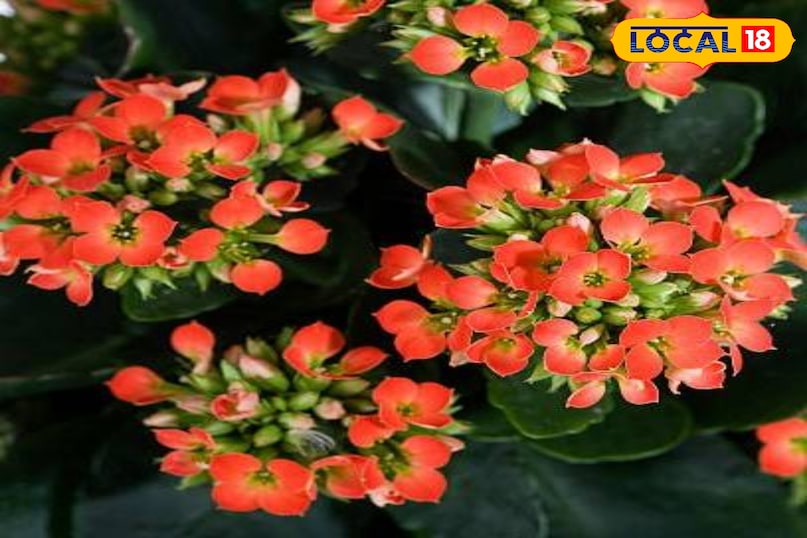 गार्डेनिंग टिप्स 