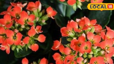 कलांचो पौधे की देखभाल कैसे करें? | Kalanchoe Plant Care Tips for Home Garden 2026.