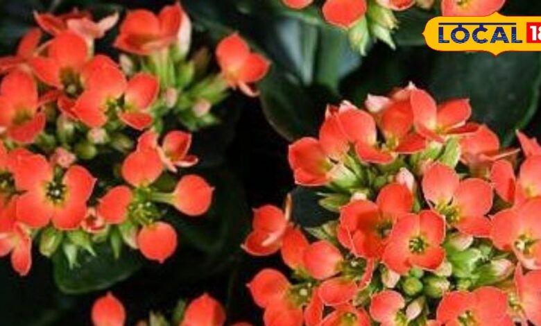 कलांचो पौधे की देखभाल कैसे करें? | Kalanchoe Plant Care Tips for Home Garden 2026.