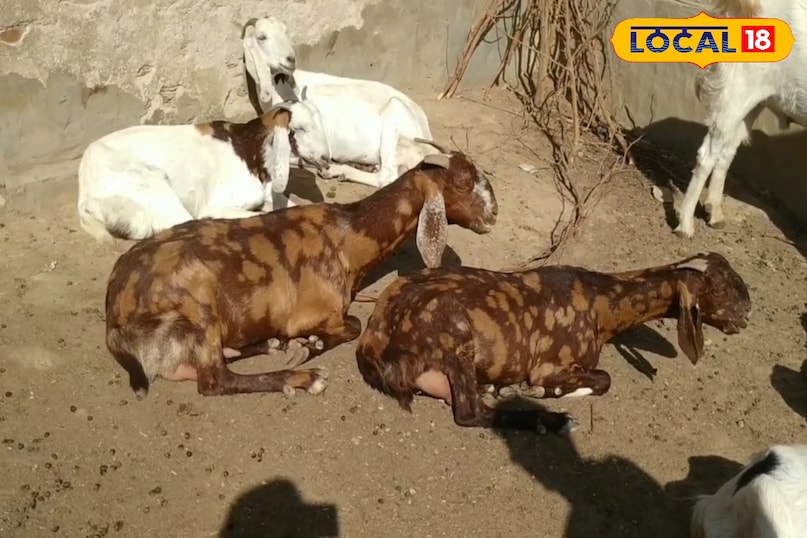 गोट फार्मिंग 