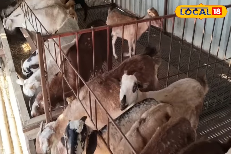 गोट फार्मिंग 