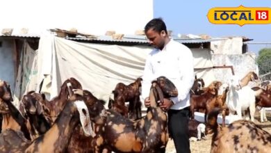 बकरी पालन से कमा सकते हैं लाखों मुनाफा, बस इन बातों का रखें ध्यान, समय और पैसे दोनों की होगी बचत