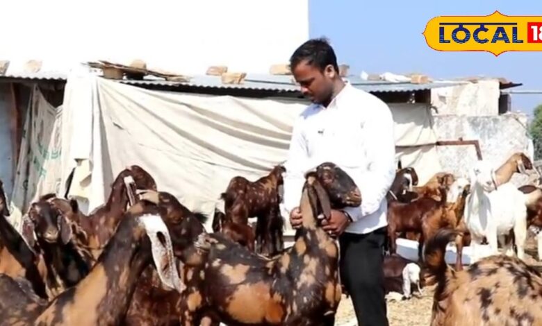 बकरी पालन से कमा सकते हैं लाखों मुनाफा, बस इन बातों का रखें ध्यान, समय और पैसे दोनों की होगी बचत