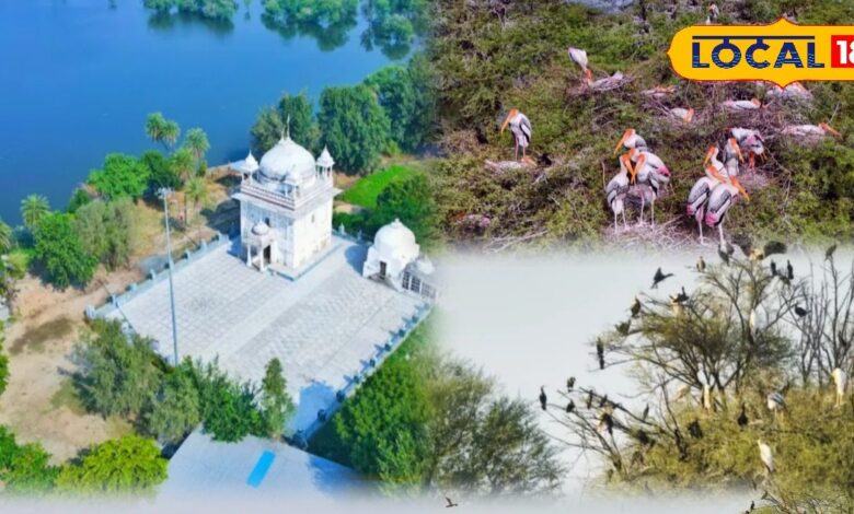 सर्दी में पेंटेड स्टॉर्क का डेरा, समेलिया धाम बना 600 से ज्यादा दुर्लभ पक्षियों का सुरक्षित आश्रय!