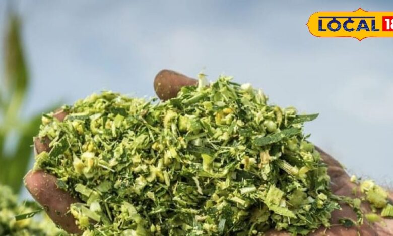 एनिमल हसबेंडरी: खत्म हो जाएगी हरे चारे की समस्या, पशुपालक अपनाए ये तकनीक, बिना उगाए सालभर मिलेगा हरा चारा!