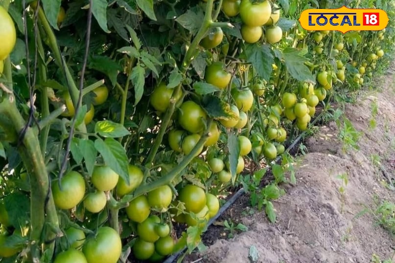 टमाटर टमाटर