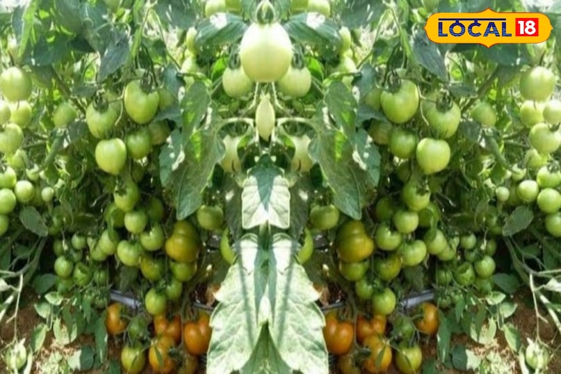 टमाटर टमाटर