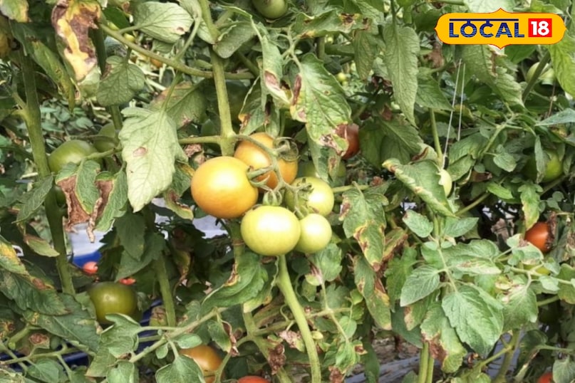 टमाटर टमाटर