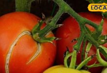 टमाटर के फटने को कैसे रोकें? | How to Stop Tomato Fruit Cracking Farmer Tips.