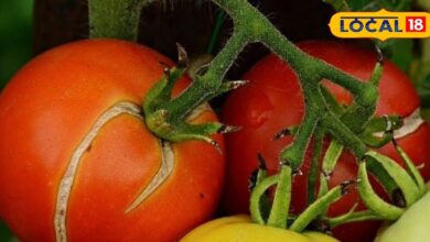 टमाटर के फटने को कैसे रोकें? | How to Stop Tomato Fruit Cracking Farmer Tips.