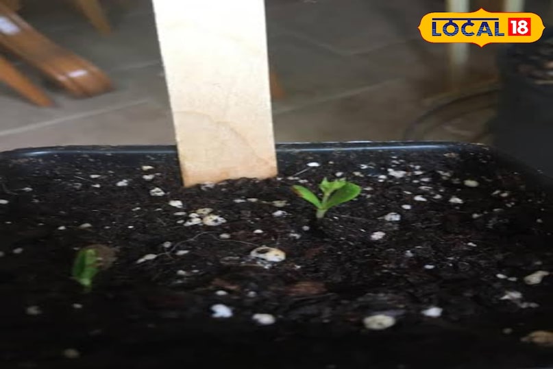 बीज बोने की विधि तैयार मिट्टी में लगभग 1 इंच गहरा गड्ढा करें, बीज डालकर उसे हल्की मिट्टी से ढक दें। स्प्रे बोतल की मदद से मिट्टी में नमी बनाए रखें लेकिन ध्यान रहे कि मिट्टी कीचड़ जैसी न हो। गमले को ऐसी जगह रखें जहाँ सीधी धूप न आती हो लेकिन रोशनी पर्याप्त हो। बीज आमतौर पर 3 से 5 सप्ताह में अंकुरित हो जाते हैं।