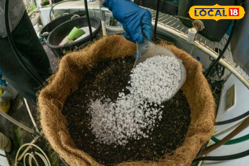 मिट्टी और गमले का चुनाव सीताफल के लिए अच्छी जल निकासी वाली रेतीली दोमट मिट्टी सबसे अच्छी होती है। आप सामान्य बगीचे की मिट्टी में 30% गोबर की खाद या वर्मीकंपोस्ट मिलाकर मिट्टी तैयार कर सकते हैं। शुरुआत में छोटे गमले या सीडलिंग ट्रे का उपयोग करें जिसमें नीचे छेद हों।