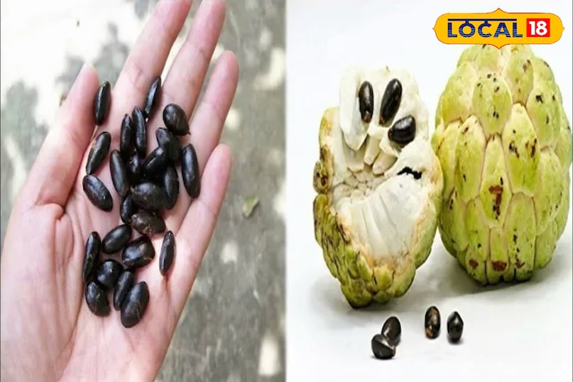 बीजों का चयन और तैयारी सबसे पहले एक पके हुए स्वस्थ सीताफल से गहरे काले रंग के बीज निकालें। हल्के या भूरे बीजों का चुनाव न करें। बीजों को पानी से धोकर उन पर लगा गूदा साफ कर लें। सीताफल के बीजों का बाहरी आवरण सख्त होता है, इसलिए इन्हें तेजी से अंकुरित करने के लिए 24 घंटे तक पानी में भिगोकर रखें। 