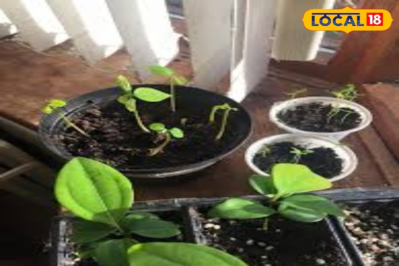 पौधों की देखभाल और धूप जब पौधे 3-4 इंच के हो जाएं तो उन्हें धीरे-धीरे ऐसी जगह शिफ्ट करें जहाँ 5-6 घंटे की सीधी धूप मिले। सीताफल को गर्म जलवायु पसंद है। जब पौधा थोड़ा बड़ा हो जाए लगभग 6-8 इंच तो इसे बड़े गमले या ज़मीन में ट्रांसप्लांट कर दें।