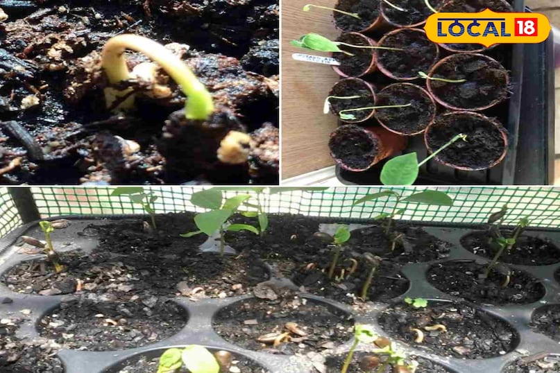 पानी और खाद मिट्टी की ऊपरी सतह सूखने पर ही पानी दें। अधिक पानी से जड़ें सड़ सकती हैं। हर 2-3 महीने में जैविक खाद दें ताकि पौधे की वृद्धि अच्छी हो