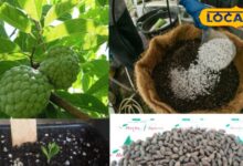 कस्टर्ड एप्पल उगाने की आसान विधि और देखभाल के टिप्स.