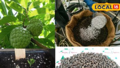 कस्टर्ड एप्पल उगाने की आसान विधि और देखभाल के टिप्स.