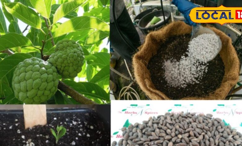 कस्टर्ड एप्पल उगाने की आसान विधि और देखभाल के टिप्स.