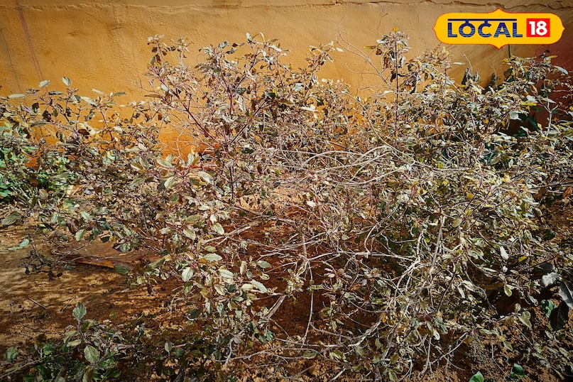 करौली करौली