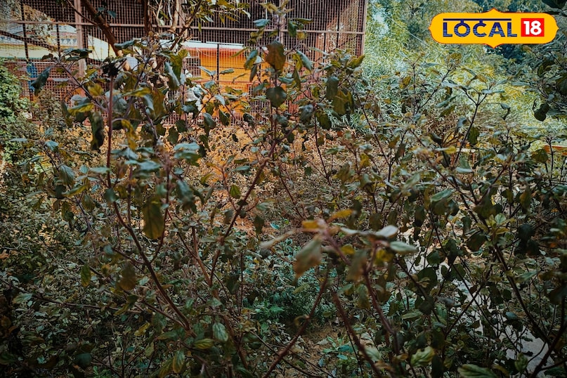 करौली करौली