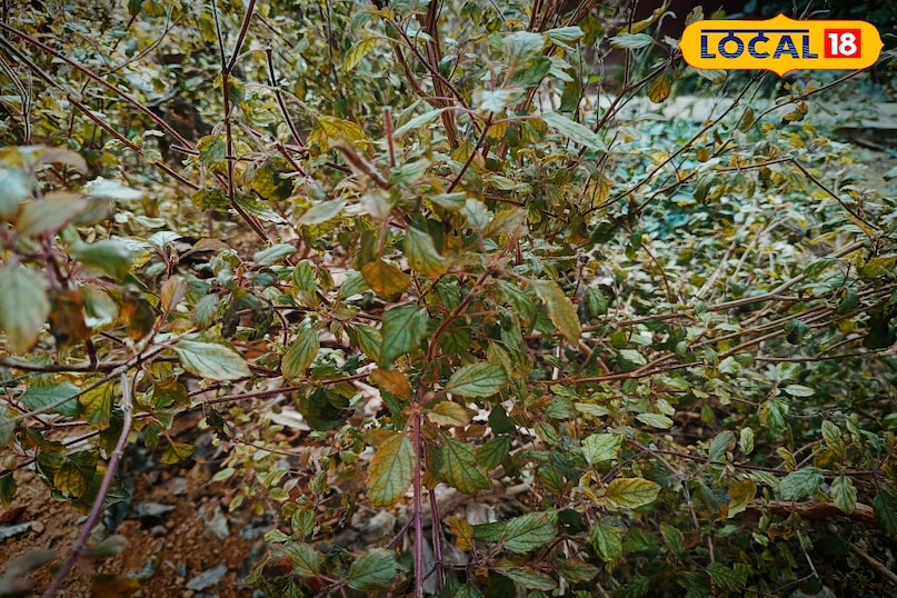 करौली करौली