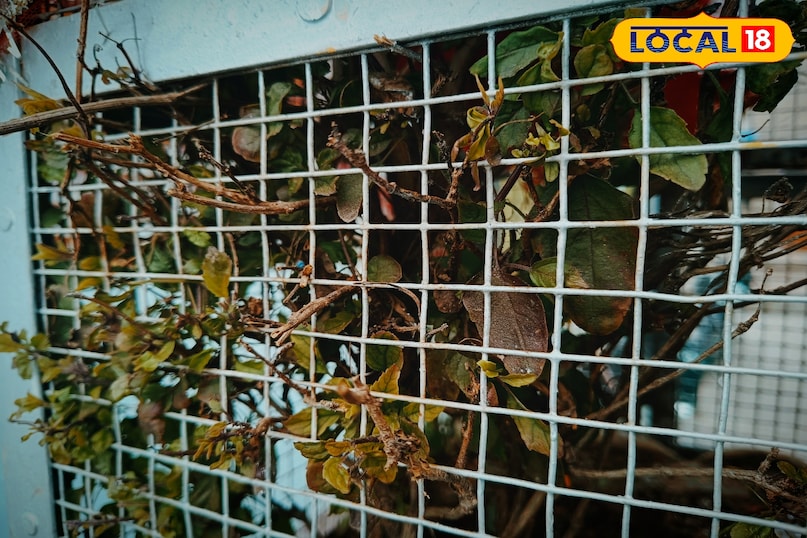 करौली करौली