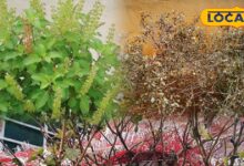 सर्दी में मुरझा गई है घर की तुलसी? थोड़ी देखभाल से लौटेगी हरियाली, इन बातों का रखें विशेष ध्यान