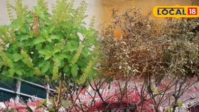 सर्दी में मुरझा गई है घर की तुलसी? थोड़ी देखभाल से लौटेगी हरियाली, इन बातों का रखें विशेष ध्यान