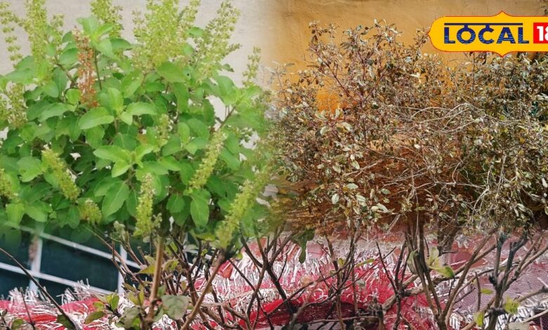 सर्दी में मुरझा गई है घर की तुलसी? थोड़ी देखभाल से लौटेगी हरियाली, इन बातों का रखें विशेष ध्यान