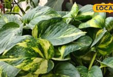 मनी प्लांट की देखभाल कैसे करें | Money Plant Winter Care Tips Gardening