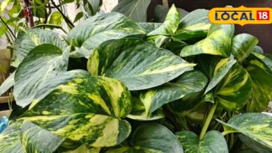 मनी प्लांट की देखभाल कैसे करें | Money Plant Winter Care Tips Gardening