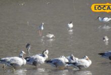 सरिस्का में प्रवासी पक्षियों का आगमन