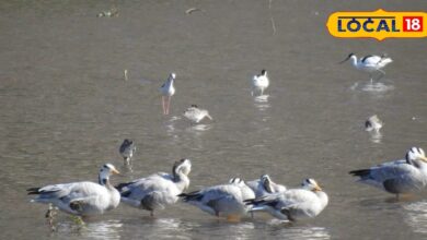 सरिस्का में प्रवासी पक्षियों का आगमन