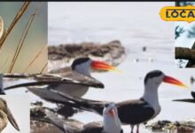 धौलपुर में दुर्लभ पक्षी दर्शन