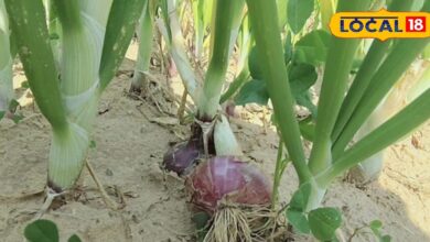 Agriculture Tips: सर्दी में प्याज की फसल पर बड़ा खतरा! इस चीज से बचाव नहीं किया तो हो सकता है भारी नुकसान