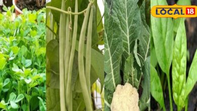 किचन गार्डनिंग टिप्स: घर की छत से थाली तक, अपने हाथों से उगाए ताज़े हरी-भरी और सेहतमंद सब्ज़ियां!