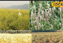 नागौर में सरसों की फसल तैयार, किसानों को अच्छी पैदावार की आशा