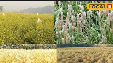 नागौर में सरसों की फसल तैयार, किसानों को अच्छी पैदावार की आशा