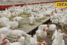 Poultry Farming: सर्दियों में मुर्गीपालन के लिए अपनाएं ये खास तरीके, नहीं घटेगा अंडा उत्पादन, मुर्गियां भी रहेंगी हेल्दी