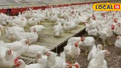 Poultry Farming: सर्दियों में मुर्गीपालन के लिए अपनाएं ये खास तरीके, नहीं घटेगा अंडा उत्पादन, मुर्गियां भी रहेंगी हेल्दी
