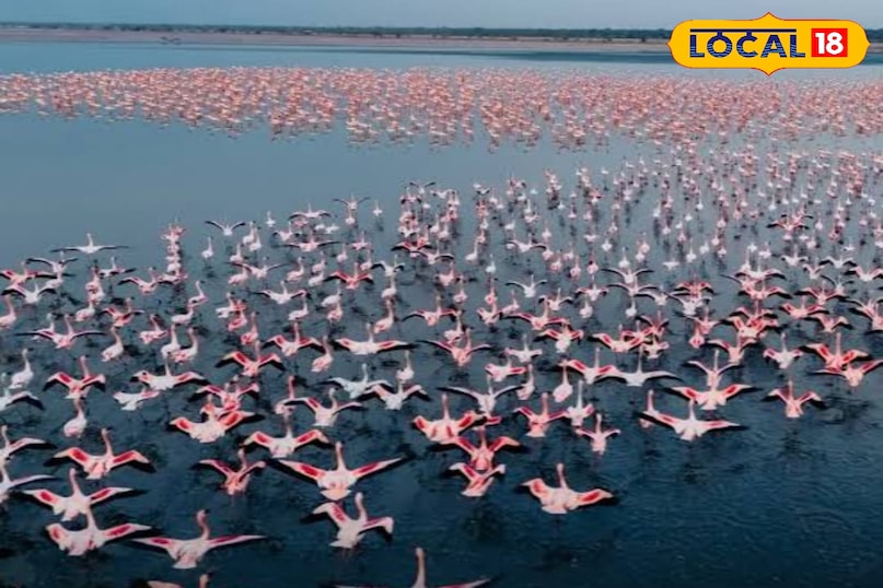 फ्लेमिंगो 